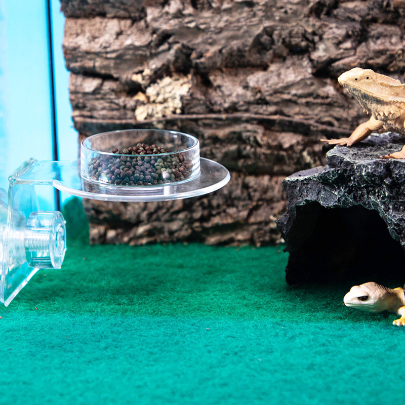 Acrylic Crawling Pet Feeding W - Water Dish Reptile recension och pris