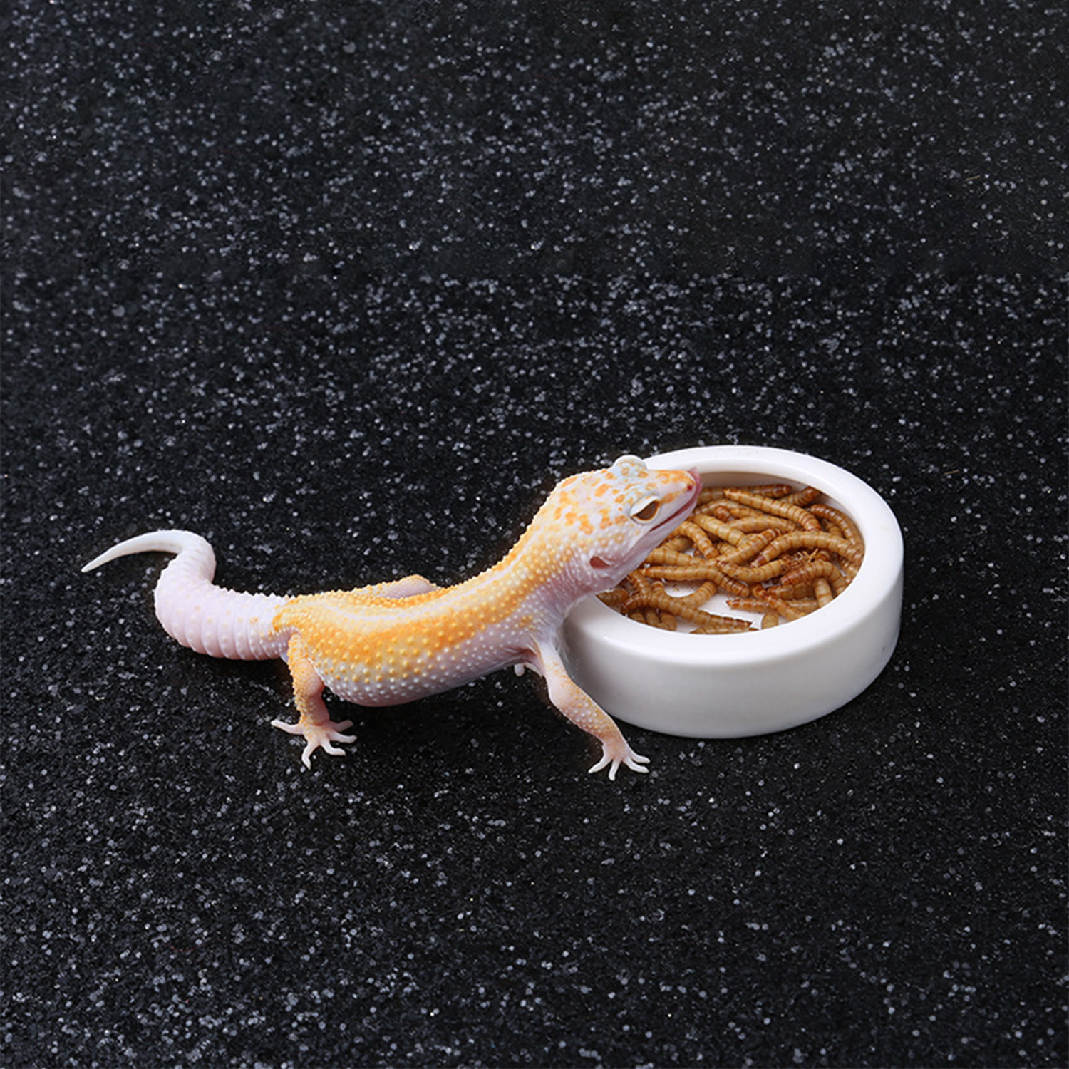 Reptile Food Bowl Feeding and  - Water Dish Reptile recension och pris
