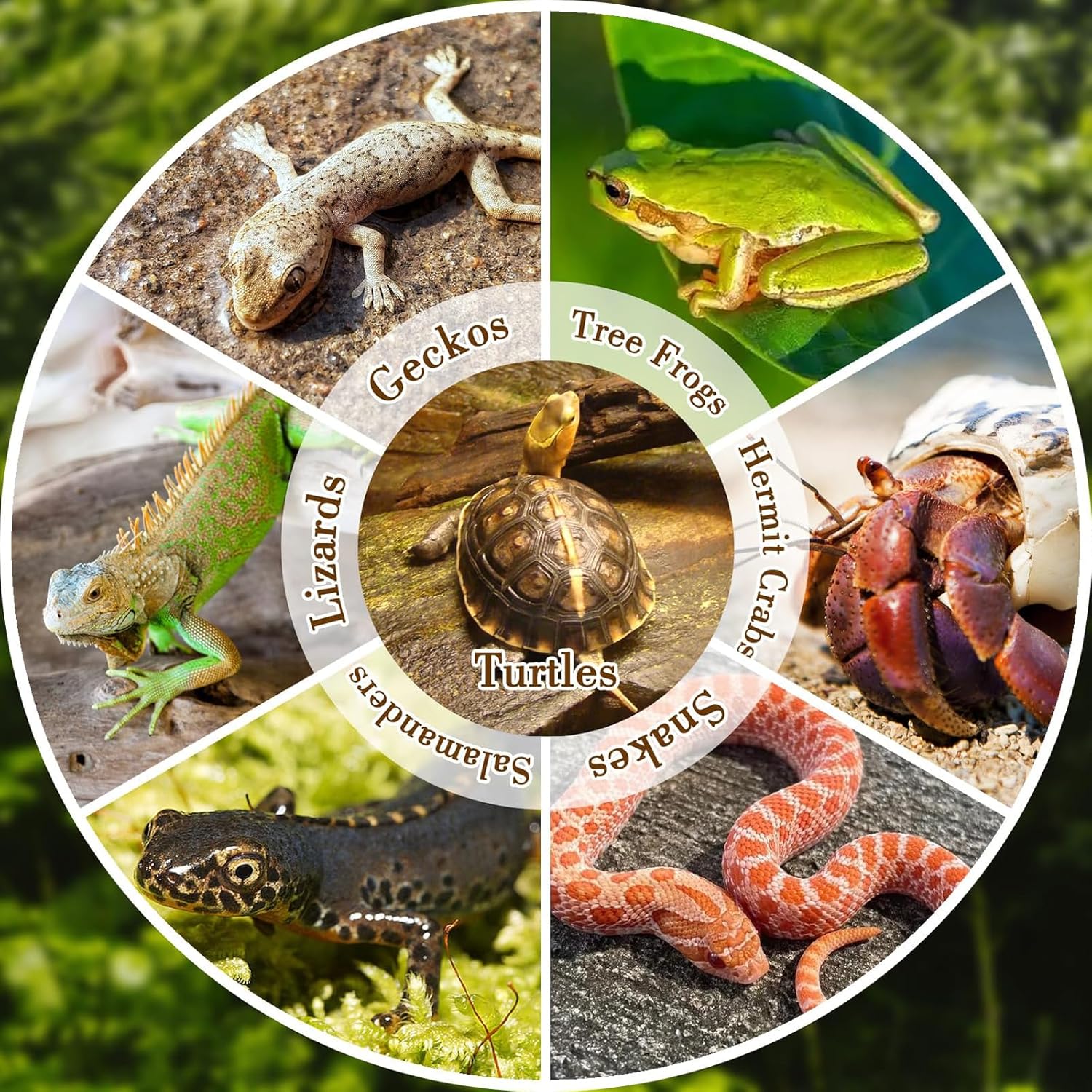 Reptile Bathing Pool with Ramp - Water Dish Reptile recension och pris